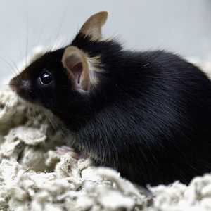 مخاوف من انقراض سلالات نادرة من الفئران