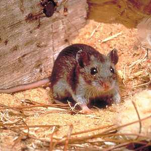 ينتشر الفيروس نتيجة الاتصال الوثيق مع القوارض