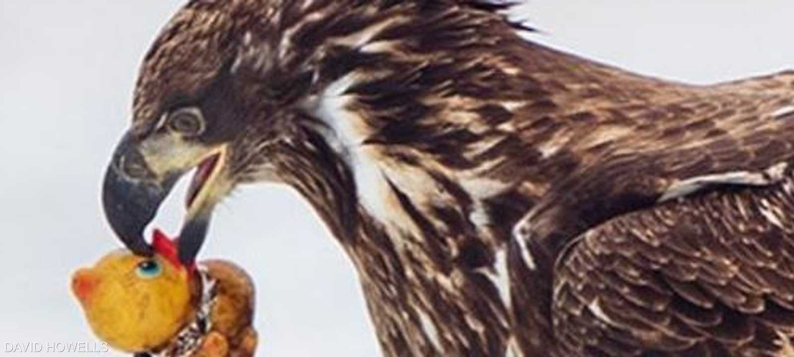 تناول هذه البطة قد يقتل النسر