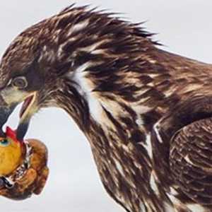 تناول هذه البطة قد يقتل النسر