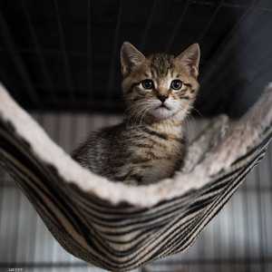 منظمة الصحة العالمية قالت إن الحيوانات الأليفة لا تنقل المرض