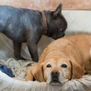 تم تسجيل إصابة كلبين وقطين بكورونا