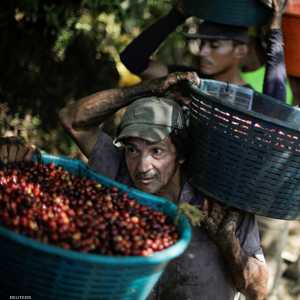 عمال في مزرعة قهوة في كوستاريكا