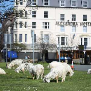 عدد من الماعز في أحد شوارع بلدة لانديدنو  في ويلز