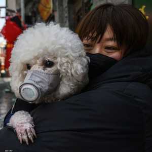 لا يوجد حتى الآن دلائل على نشر الحيوانات المنزلية للعدوى