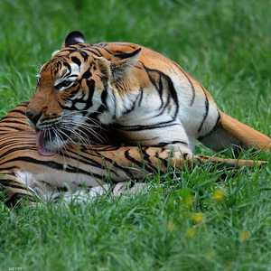 "نادية".. أول نمر يصاب بكورونا