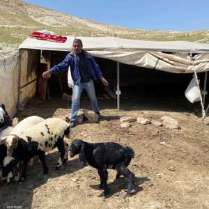 أحد رعاة الغنم في الضفة الغربية
