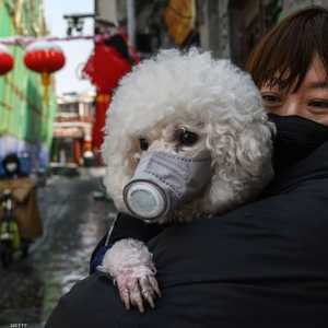 كورونا يمكن أن يهدد حياة الحيوانات