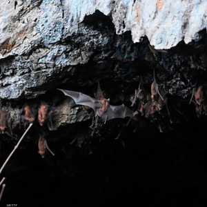 الخفافيش مستودع للفيروسات