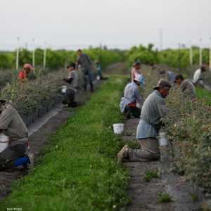 مزارعون مكسيكيون يقطفون المحاصيل في ولاية فلوريدا