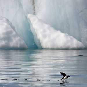 تراجع مستوى الجليد بالمحيط المتجمد الشمالي