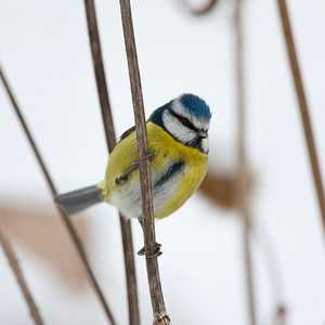 طائر الحداد أو القرقف الأزرق ضحية مرض غامض