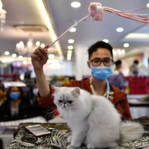 لا يوجد دليل على انتقال الفيروس من الحيوانات الأليفة للبشر