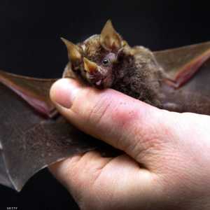 كان يعتقد أن الخفافيش وراء نقل عدوى كورونا إلى الإنسان