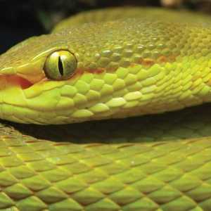 أفعى الحفر سالازار (أرشيف)