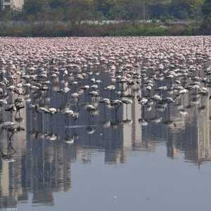 منظر رائع للطيور العائدة
