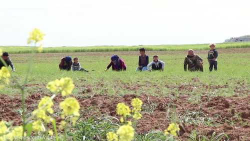 سوريا.. الزراعة تعاني نقص العاملين بسبب الحظر