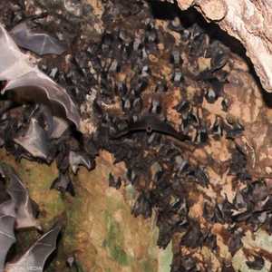 في الخفافيش.. بحر من الفيروسات