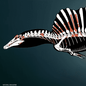 مجسم للديناصور المائي كما نشرته المجلة العلمية