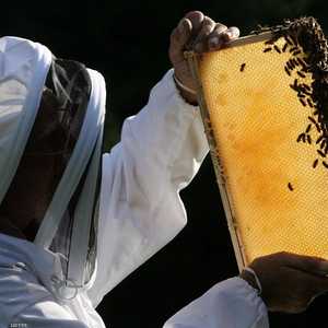 تفشي مرض فيروسي في أسراب النحل ببريطانيا