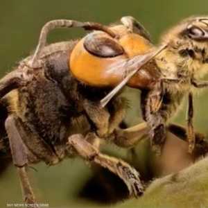 لدغات الدبور الآسيوي قد تكون قاتلة للإنسان