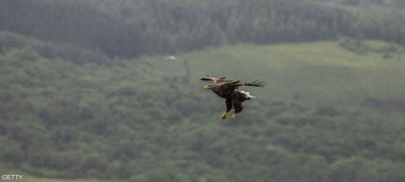 يصل طول جناحها إلى مترين ونصف المتر
