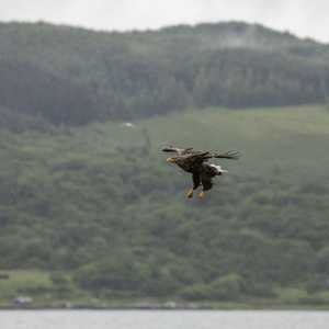 يصل طول جناحها إلى مترين ونصف المتر
