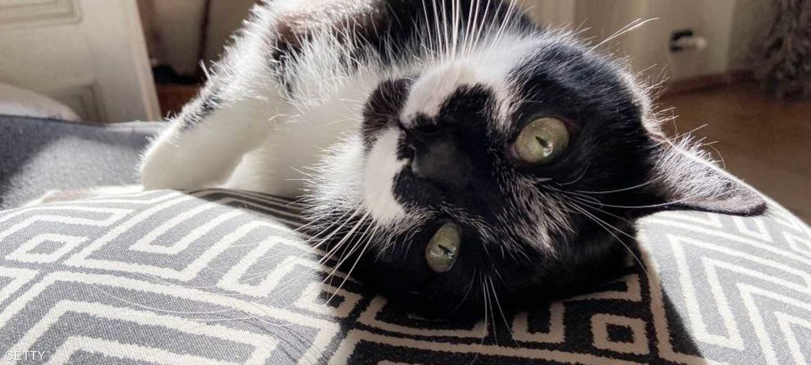 المحتالون استغلوا أزمة كورونا لخداع محبي الحيوانات