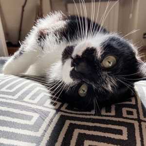 المحتالون استغلوا أزمة كورونا لخداع محبي الحيوانات