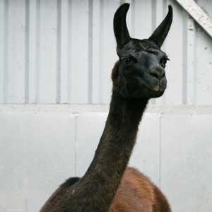 اللاما وينتر محور دراسات لعلاج كورونا