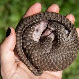 سعر الكيلو من آكل النمل الحرشفي يصل إلى 7800 يورو