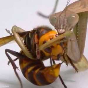 لحظة التهام الدبور القاتل