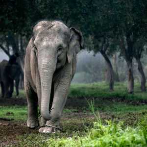 تأكل الفيلة ما يصل إلى 300 كيلوغرام من العشب والخضراوات