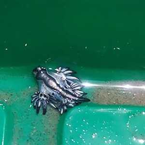 التنين الأزرق نادرا ما يتم العثور عليه