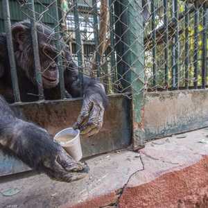الشمبانزي يعاني في غياب الزوار