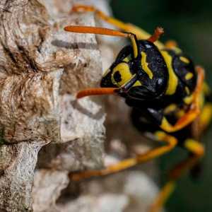 الدبور القاتل.. خطر جديد