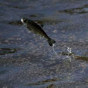 السلمون يستعين بالمجال المغناطيسي للأرض