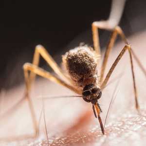 البعوض أخطر من الدبور القاتل