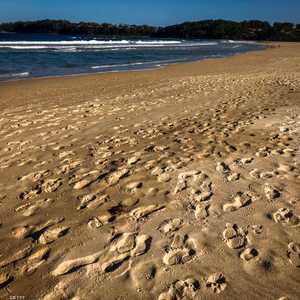 التقنيات الحالية تكشف سلوك من خلف آثار أقدام قبل التاريخ