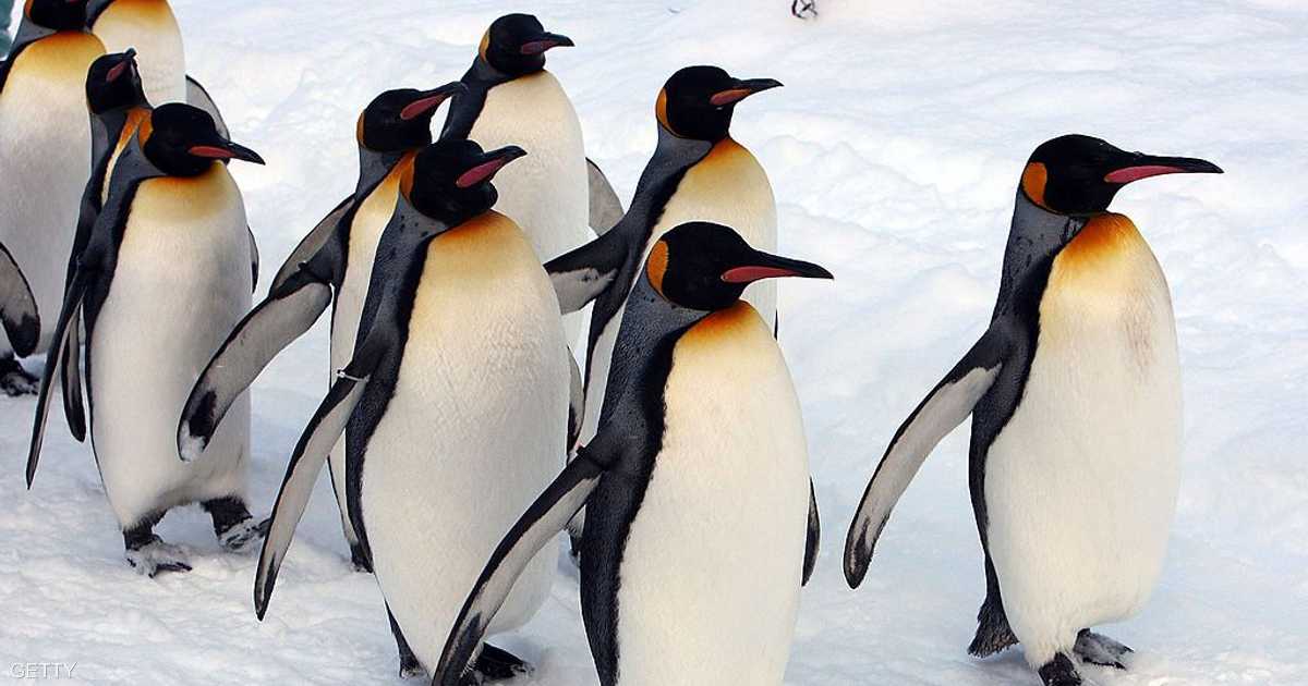 Пингвины идут с пляжа молча. Русский Пингвин. Пингвины в Арктике. Крылья пингвина.