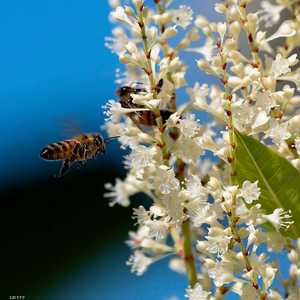 انشغل الخبراء بمسألة معرفة طريقة تفاعل النحل مع الحجر