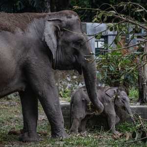 ناميبيا تقتل "فيلة خطيرة" - أرشيفية