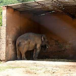 الفيل كافان يعيش بمفرده منذ سنوات طويلة
