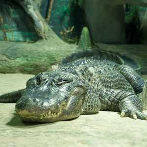 يعتقد كثيرون أن التمساح ساتورن كان يخص هتلر