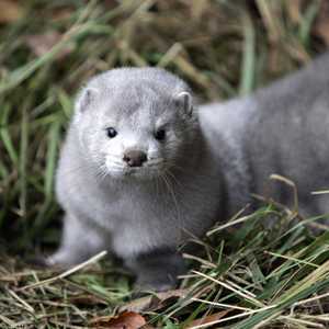 الحيوان يربى لأجل الحصول على فروه