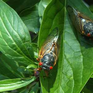 حشرة الزيز.. هل تمثل خطرا جديدا هذا العام؟