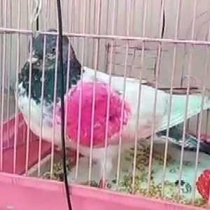 الحمامة الجاسوسة بعد القبض عليها