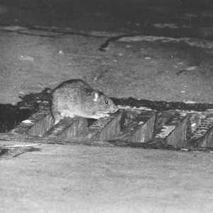 فئران المدن.. خطر داهم