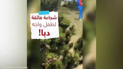 طفل شجاع يواجه دبا بكل هدوء