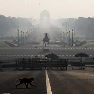 قرد يعبر الطريق بالقرب من قصر الرئاسة الهندي في نيودلهي.